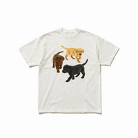 ALL LAB - Labrador Retriever