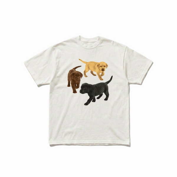 ALL LAB - Labrador Retriever